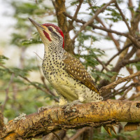Nubian Woodpecker